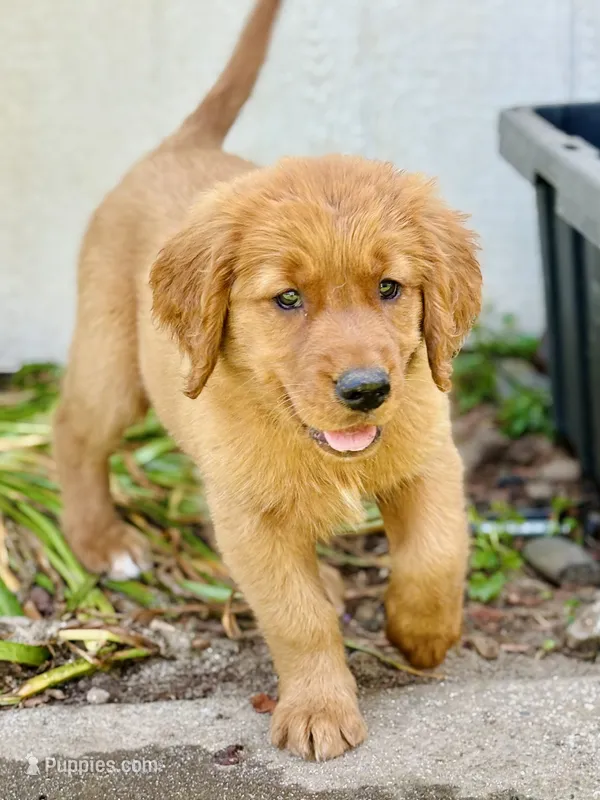 Hannah  – Golden Retriever puppy for sale in Oroville, CA