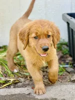 Hannah , a female Golden Retriever for sale in Oroville, CA – 1 of 5