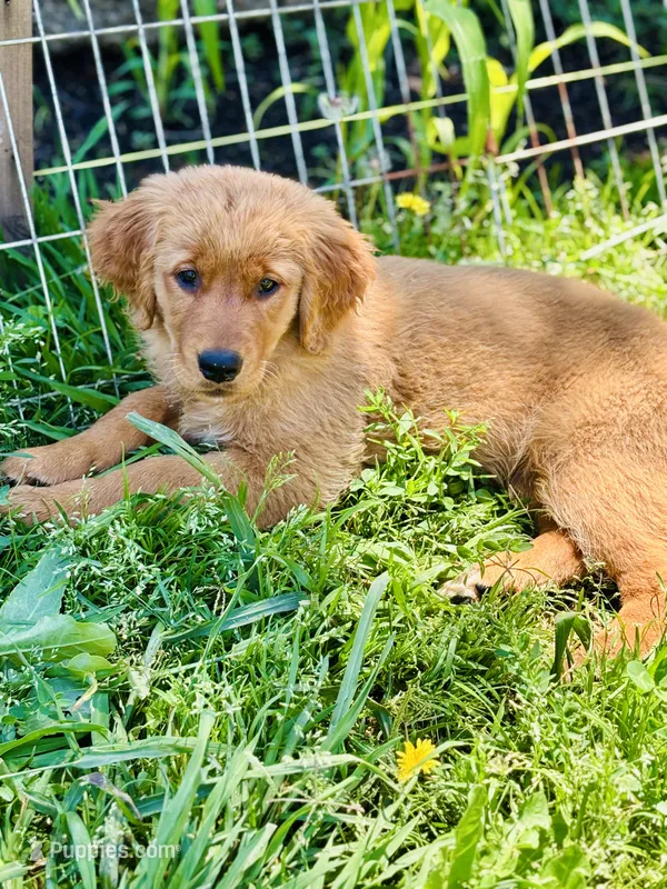 Sarah  – Golden Retriever puppy for sale in Oroville, CA