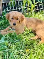 Sarah , a female Golden Retriever for sale in Oroville, CA – 6 of 10