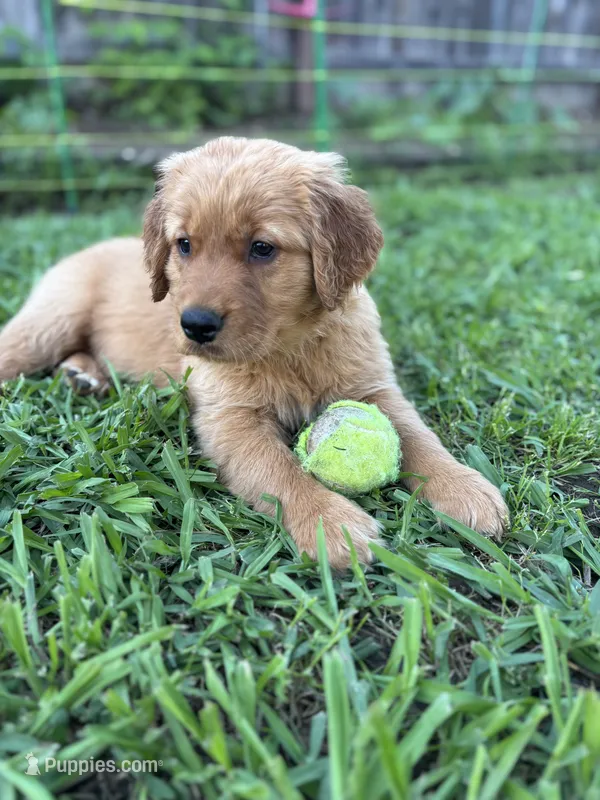 Green Girl – Golden Retriever puppy for sale in Oroville, CA