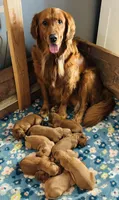 Orange Boy , a male Golden Retriever for sale in Oroville, CA – Photo 3 of 4
