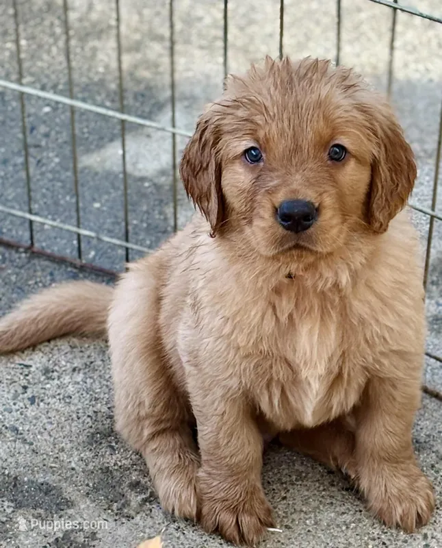 Orange Boy , a male Golden Retriever for sale in Oroville, CA – Photo 1 of 4