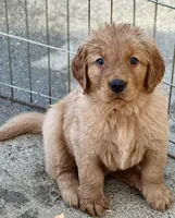 Orange Boy , a male Golden Retriever for sale in Oroville, CA – Photo 1 of 4