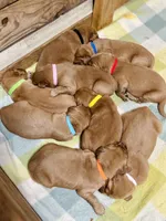Orange Boy , a male Golden Retriever for sale in Oroville, CA – Photo 4 of 4