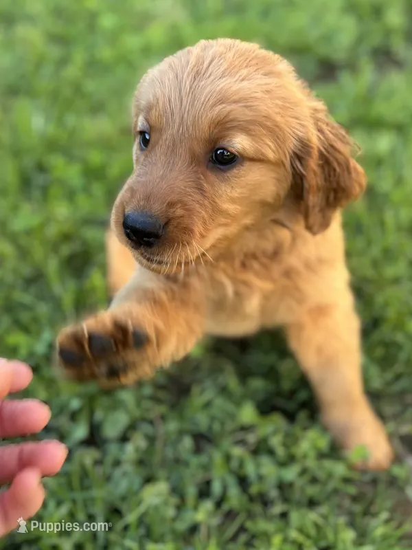 Yellow Girl – Golden Retriever puppy for sale in Oroville, CA