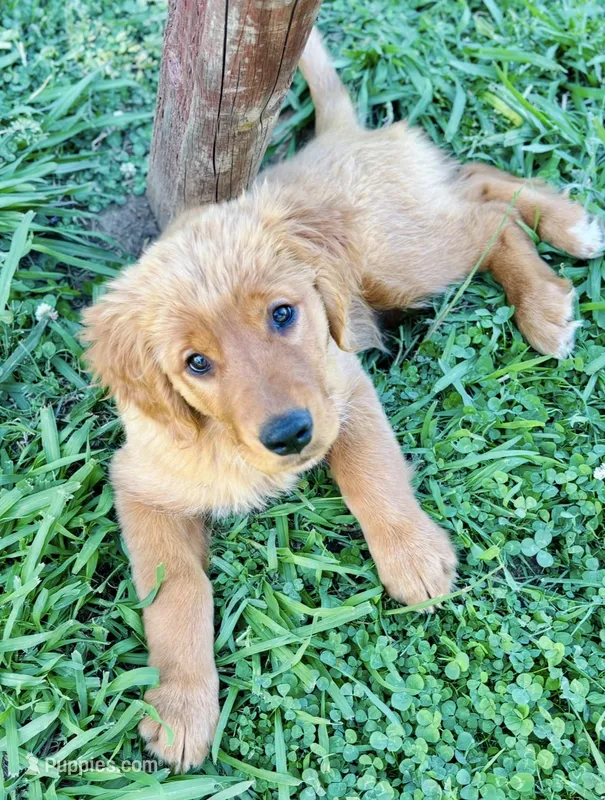 Sarah  – Golden Retriever puppy for sale in Oroville, CA
