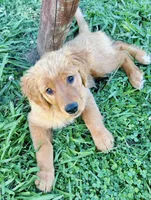 Sarah , a female Golden Retriever for sale in Oroville, CA – 4 of 10