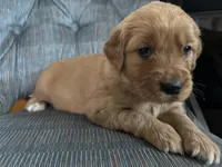 Green Girl, a female Golden Retriever for sale in Oroville, CA – Photo 4 of 7