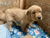 Green Girl, a female Golden Retriever for sale in Oroville, CA – Photo 2 of 7