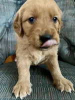 Green Girl, a female Golden Retriever for sale in Oroville, CA – Photo 3 of 7