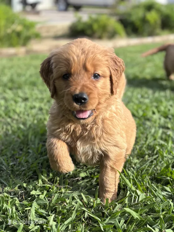Green Girl – Golden Retriever puppy for sale in Oroville, CA
