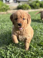 Sarah , a female Golden Retriever for sale in Oroville, CA – 5 of 10