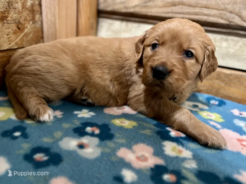 Green Girl – Golden Retriever puppy for sale in Oroville, CA