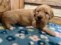 Green Girl, a female Golden Retriever for sale in Oroville, CA – Photo 1 of 7
