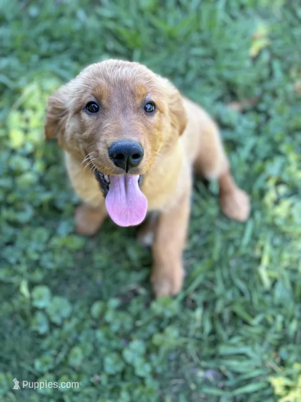 Sarah  – Golden Retriever puppy for sale in Oroville, CA