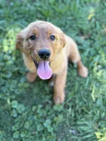 Sarah , a female Golden Retriever for sale in Oroville, CA – 5 of 10