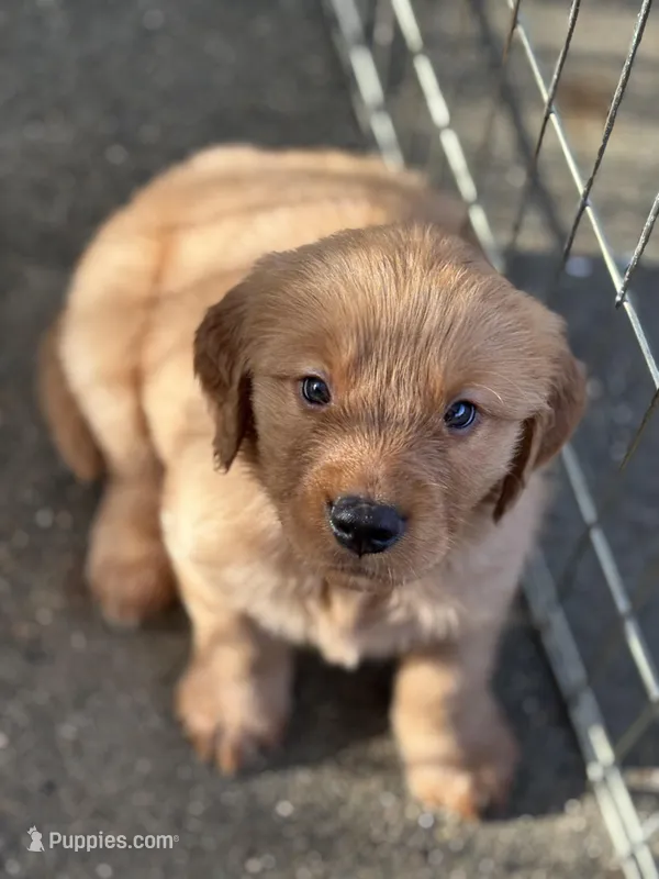 Black Boy – Golden Retriever puppy for sale in Oroville, CA