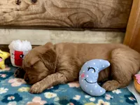 Black Boy, a male Golden Retriever for sale in Oroville, CA – Photo 2 of 4