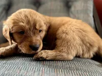 Black Boy, a male Golden Retriever for sale in Oroville, CA – Photo 1 of 4