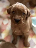 Hannah , a female Golden Retriever for sale in Oroville, CA – 3 of 5