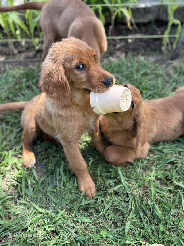 Sarah  – Golden Retriever puppy for sale in Oroville, CA