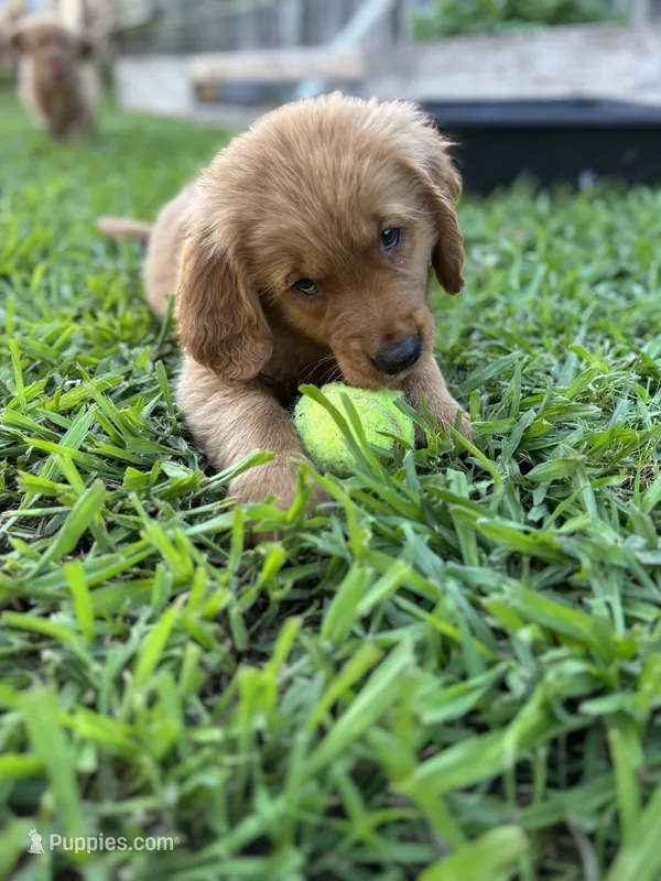 Orange Boy  – Golden Retriever puppy for sale in Oroville, CA