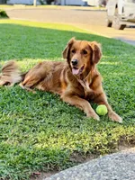 Hannah , a female Golden Retriever for sale in Oroville, CA – 4 of 5