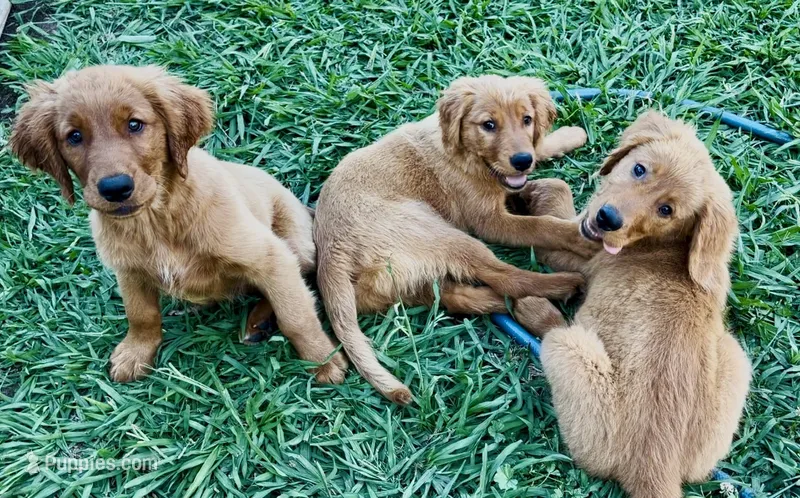 Sarah  – Golden Retriever puppy for sale in Oroville, CA