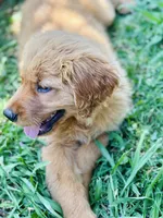 Sarah , a female Golden Retriever for sale in Oroville, CA – 2 of 10
