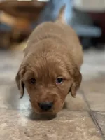 Blue Boy , a male Golden Retriever for sale in Oroville, CA – Photo 4 of 7