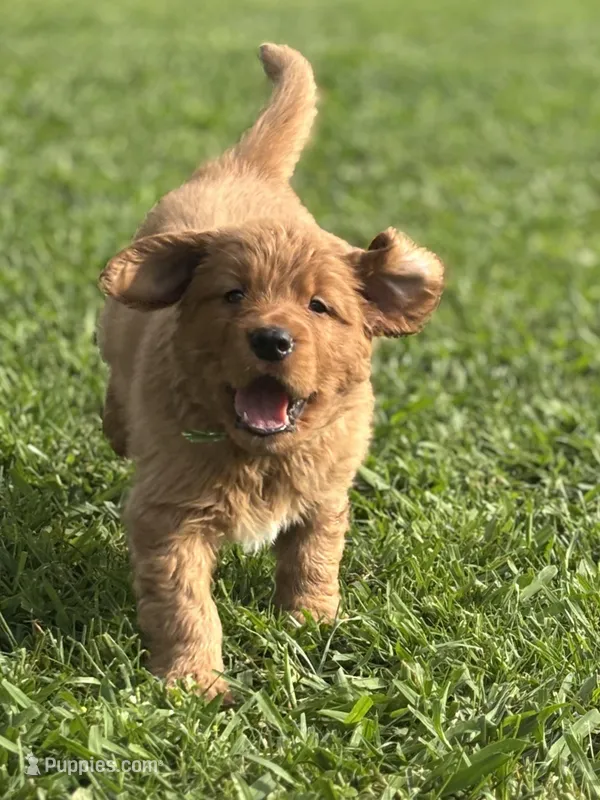 Blue Boy  – Golden Retriever puppy for sale in Oroville, CA
