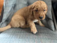 Blue Boy , a male Golden Retriever for sale in Oroville, CA – Photo 2 of 7