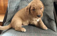 Blue Boy , a male Golden Retriever for sale in Oroville, CA – Photo 3 of 7