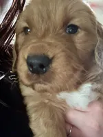 Blue Boy , a male Golden Retriever for sale in Oroville, CA – Photo 5 of 7