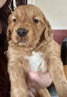 Blue Boy , a male Golden Retriever for sale in Oroville, CA – Photo 1 of 7