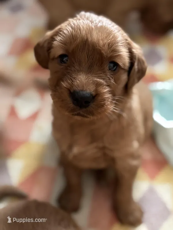 Pink girl  – Golden Retriever puppy for sale in Oroville, CA