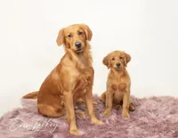 Pink girl , a female Golden Retriever for sale in Oroville, CA – Photo 2 of 3