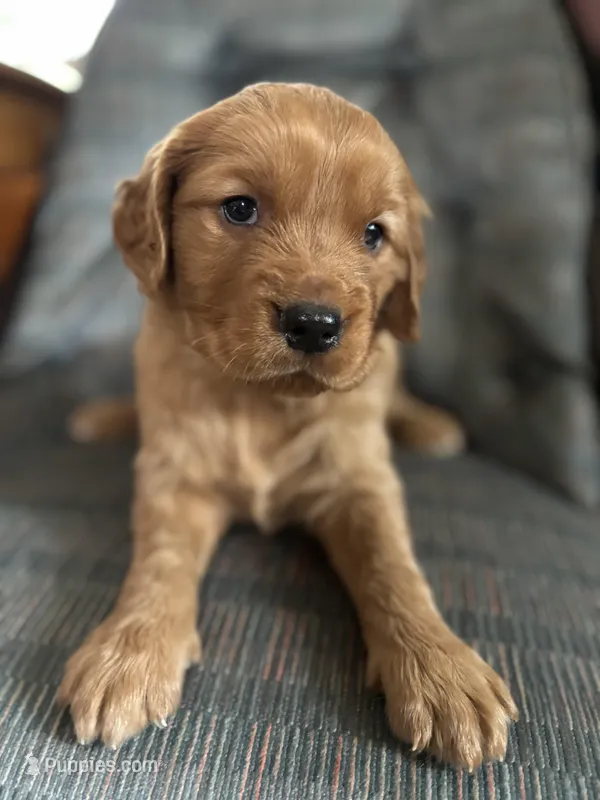 Grey boy  – Golden Retriever puppy for sale in Oroville, CA
