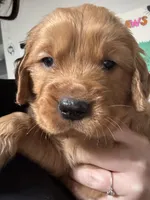 Grey boy , a male Golden Retriever for sale in Oroville, CA – Photo 2 of 5