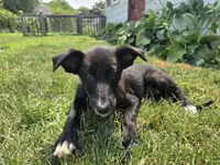 Mona, a female Border Collie for sale in Troy, OH – 2 of 2