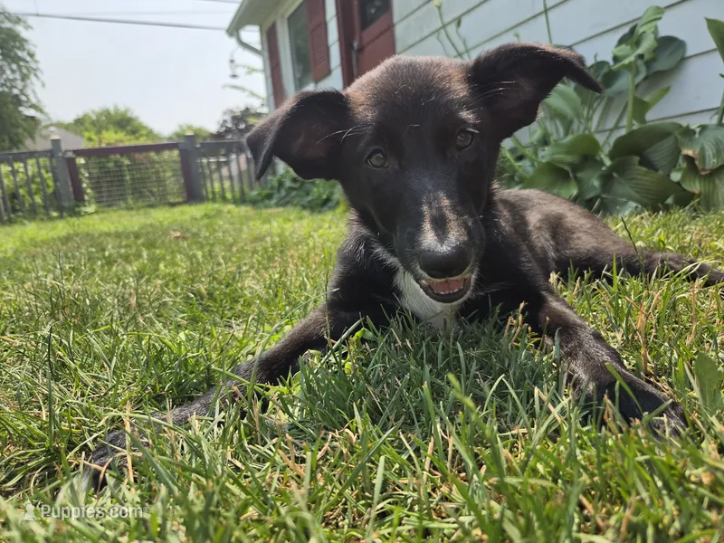 Mona – Border Collie puppy for sale in Troy, OH