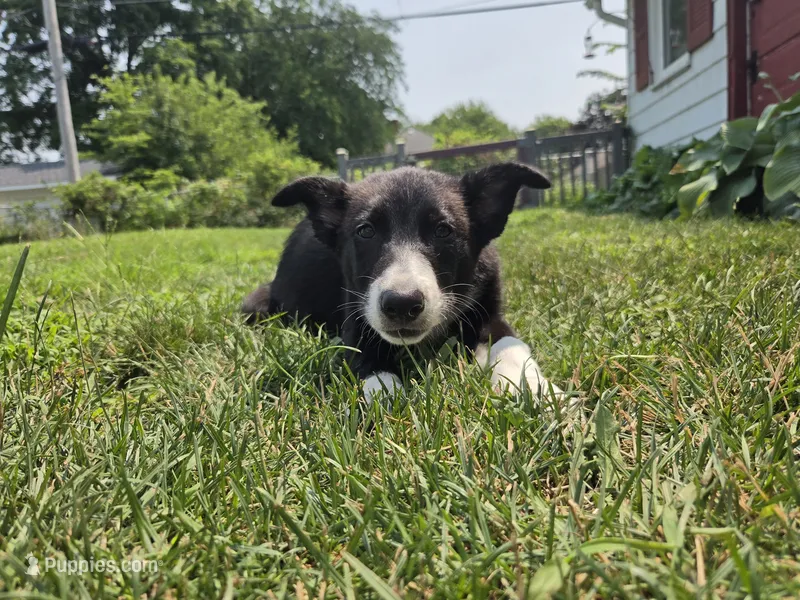 Rowan – Border Collie puppy for sale in Troy, OH