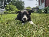 Rowan, a female Border Collie for sale in Troy, OH – 1 of 2