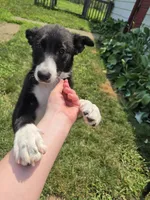 Rowan, a female Border Collie for sale in Troy, OH – 2 of 2