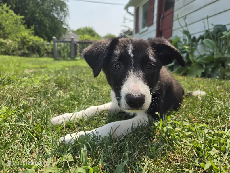 Aurora – Border Collie puppy for sale in Troy, OH