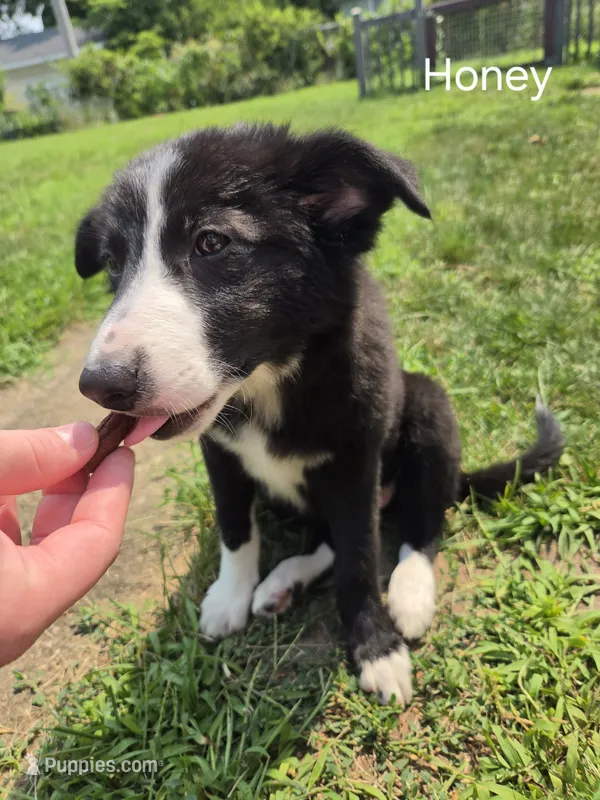 Honey – Border Collie puppy for sale in Troy, OH