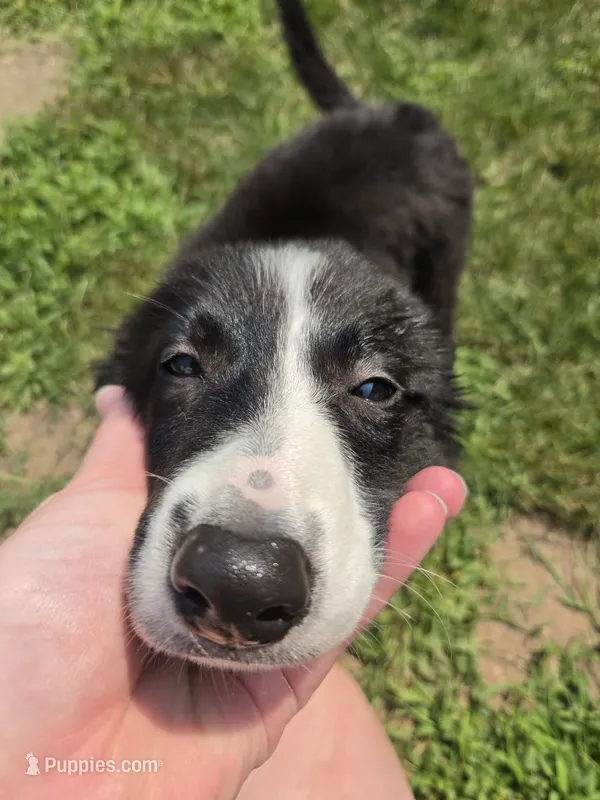 Honey – Border Collie puppy for sale in Troy, OH