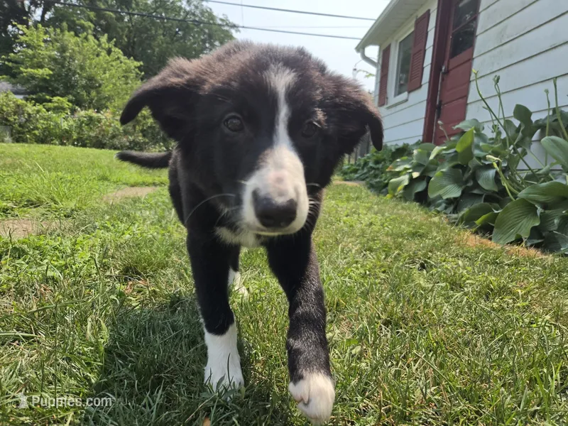 Honey – Border Collie puppy for sale in Troy, OH