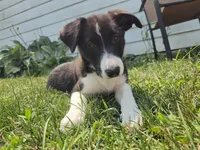 Aurora, a female Border Collie for sale in Troy, OH – 2 of 2